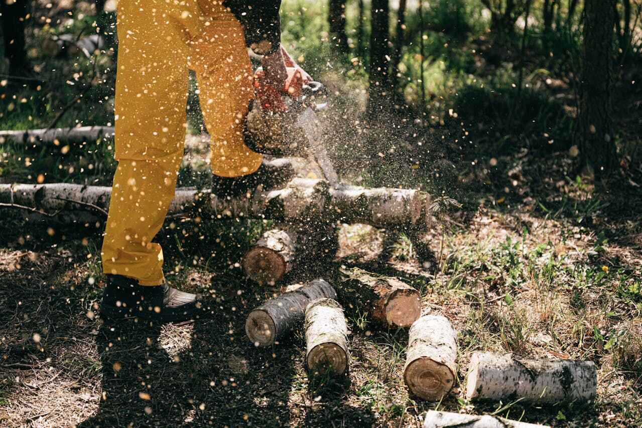 The Steps Involved in Our Tree Care Process in Zebulon, GA